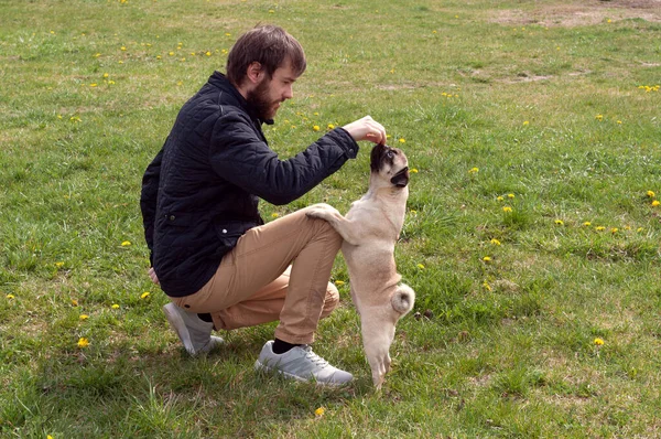 Vtipný Pug Pes Pochutnává Dobrém Chování Majitele Ruky Výcvik Psů — Stock fotografie
