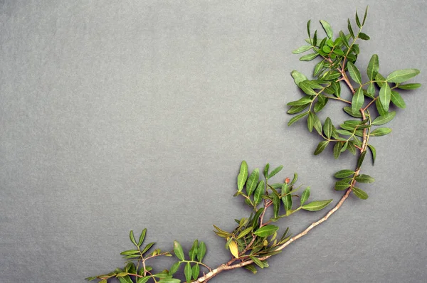 Jonge Tak Met Groene Bladeren Een Grijze Achtergrond Blanco Voor — Stockfoto