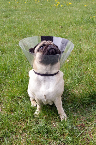 Pug Dog While Wearing Transparent Elizabethan Collar Shape Cone Protection — Stock Photo, Image