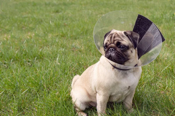 Pug dog while wearing transparent Elizabethan collar in the shape of a cone for protection .