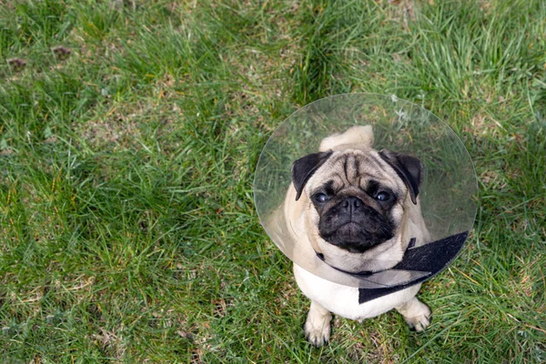 Pug dog while wearing transparent Elizabethan collar in the shape of a cone for protection .