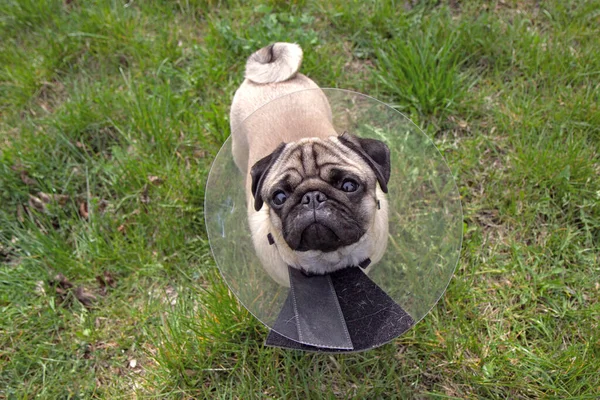 Pug Cão Enquanto Vestindo Coleira Elisabetana Transparente Forma Cone Para — Fotografia de Stock