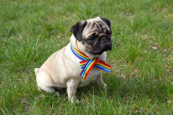 pug dog with rainbow LGBT ribbon tape on his neck sits on green grass. concept of gratitude to medical personnel for their fight against the coronavirus pandemic