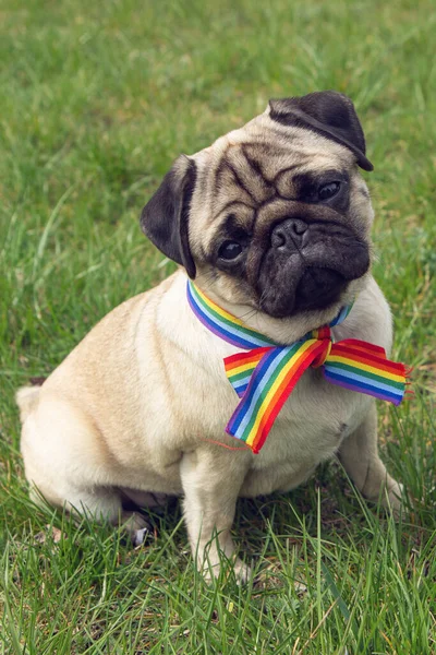 pug dog with rainbow LGBT ribbon tape on his neck sits on green grass. concept of gratitude to medical personnel for their fight against the coronavirus pandemic