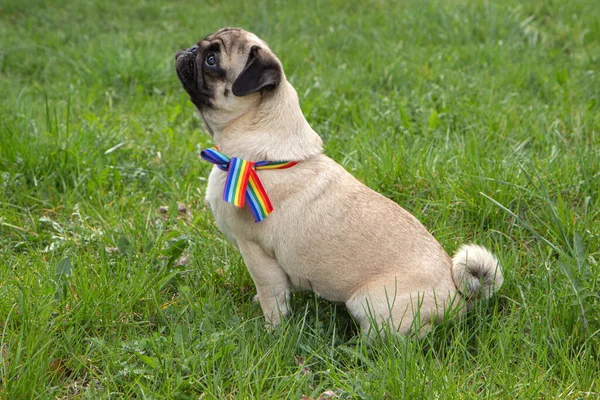 Vista Lateral Pug Obediente Mirando Hacia Adelante Esperando Mientras Está — Foto de Stock