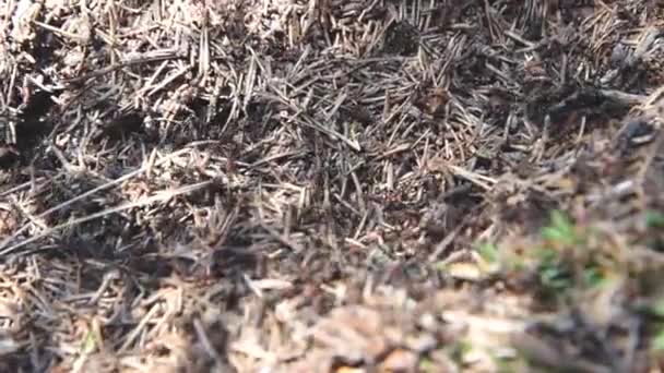 Муравьиное Гнездо Огненные Муравьи Ползают Муравейнику Лесу Солнечный День — стоковое видео