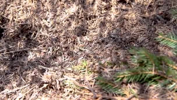 アリの巣だ 晴れた日に森の中のアリの丘の上を這う火アリ — ストック動画