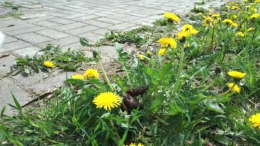 Sahibi köpeği için plastik bir kaka koyar.