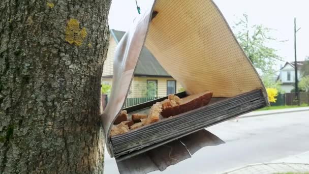 Mano Sbriciola Pane Una Mangiatoia Uccelli Nutrire Aiutare Natura Tempo — Video Stock