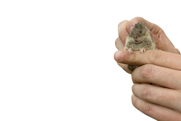 Man Holds Caught Field Mouse His Hands Little Scared Rodent — Stock Photo, Image