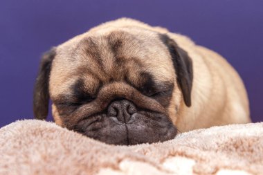 Yatakta uyuyan sevimli bir köpek. pug portresi kopyalama alanı ile kapat