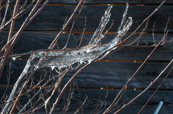 Fryst Träd Med Transparenta Istappar Nära Håll Frostigt Vinterlandskap — Stockfoto