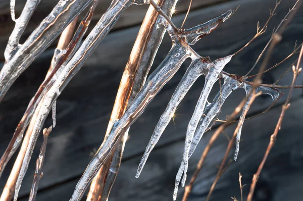 Gefrorener Baum Mit Durchsichtigen Eiszapfen Nahaufnahme Frostige Winterlandschaft — Stockfoto