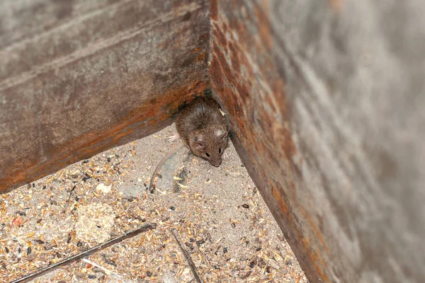 在一个金属盒子里抓到一只害怕的田鼠正试图逃跑 — 图库照片