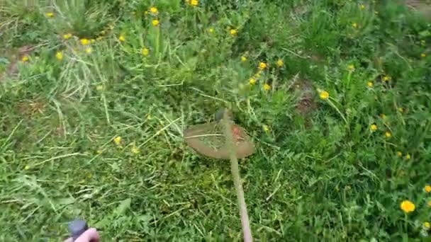 Person Gardener Mows Tall Green Grass Dandelions Holding Manly Hands — Stock Video