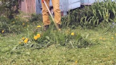 Bahçıvan, uzun yeşil çimenleri karahindiba ile biçer, erkeksi elleri tutar, benzin biçme makinesi, farklı yönlerde uçan yabani otlar
