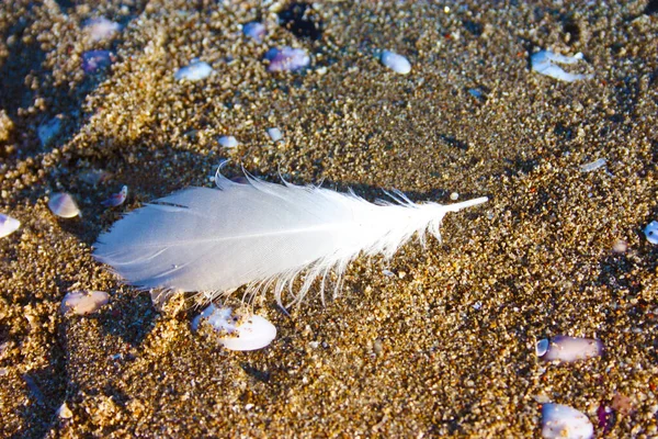 Pena branca, delicada, de um pássaro de penas, caiu na praia arenosa — Fotografia de Stock