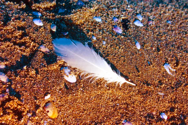 white feather, delicate, of a feathered bird, dropped on the sandy beach