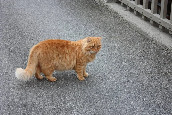 Grande gato laranja caminha no meio da estrada de asfalto com arrogância — Fotografia de Stock