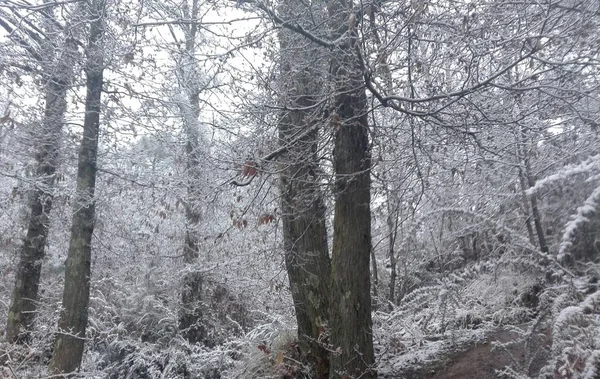 Saga saga jul landskap av en bergig väg mitt i en skog på Apuan Alperna i Toscana mitt i en snöstorm — Stockfoto