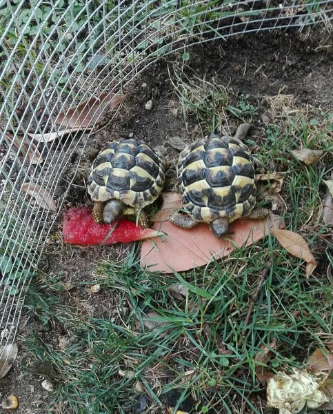 Twee kleine landschildpadden tijdens de lunch. een schildpad voedt zich met een schijfje rijpe rode watermeloen en de andere met een schijfje oranje meloen — Stockfoto