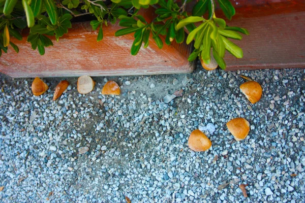 Ainda bons pedaços de pão deixados no chão na estrada de cascalho para alimentar animais vadios — Fotografia de Stock