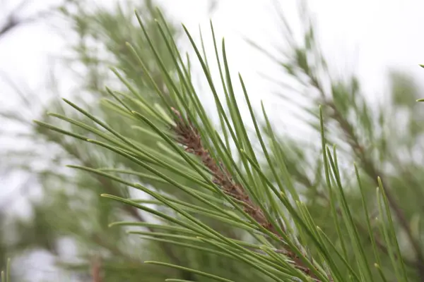 Close-up of a small sprig of rosemary green wild herb — Stock Photo, Image