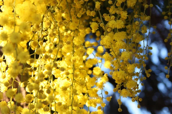 Firstfruits of a fragrant yellow mimosa plant that bloomed before spring — Stock Photo, Image