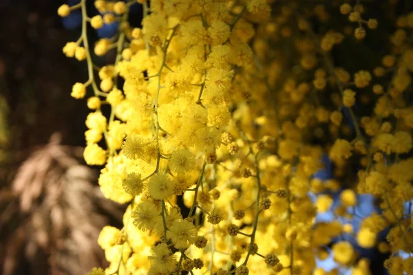 Начатки ароматного желтого растения мимозы, которое расцвело до весны — стоковое фото