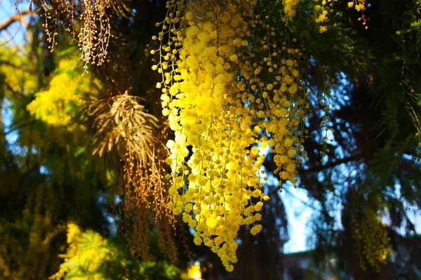 Primicias de una planta aromática de mimosa amarilla que floreció antes de la primavera — Foto de Stock