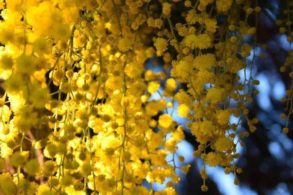 Firstfruits of a fragrant yellow mimosa plant that bloomed before spring — Stock Photo, Image