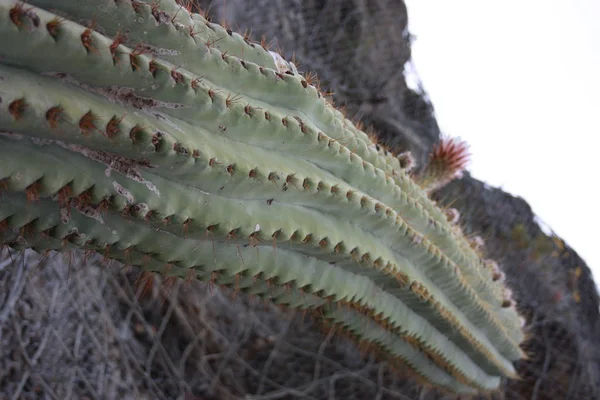 Cactus verde espinoso o suculento con espinas en invierno —  Fotos de Stock