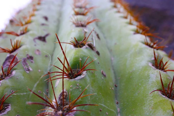 Cactus verde espinoso o suculento con espinas en invierno —  Fotos de Stock