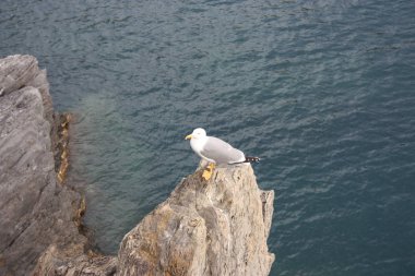 Cesur martılar soğukta bir kayanın üzerinde, Cinque Terre 'de, Tyrhenian denizinin önünde.