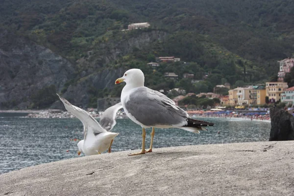 Хоробрі чайки на холодній скелі в зимовий час у Cinque Terre перед тирренським морем. — стокове фото