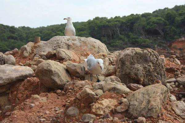 Два зразки білоногих білих чайок на скелі, що спостерігають за горизонтом, чекаючи їжі під провідним небом перед морем Ібіци — стокове фото