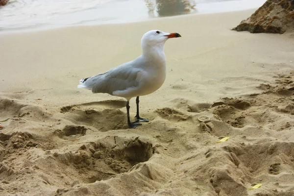 Um espécime de gaivota cristalina na praia tem palmas pretas, plumagem clara e um bico de laranja em ibiza — Fotografia de Stock