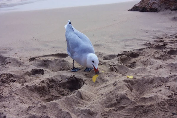 Exemplář chichotajícího se nebo krystalického racka na písčité pláži má černé dlaně, světlé peří a oranžový zobák v ibize — Stock fotografie