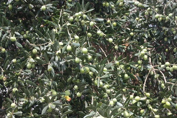 Sfondo Primo Piano Rami Albero Verdi Pieni Olive Verdi — Foto Stock