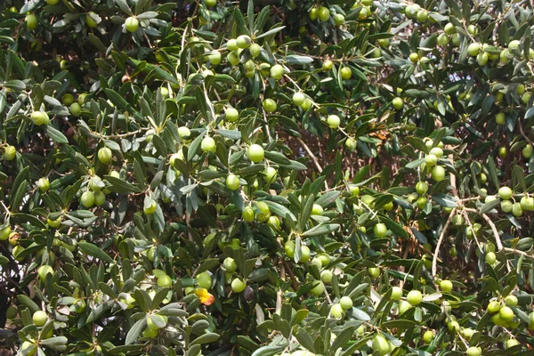 Close Achtergrond Van Groene Boom Takken Vol Groene Olijven — Stockfoto