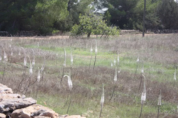 Urginea Marítima Una Planta Espontánea Silvestre Que Crece Las Tierras — Foto de Stock