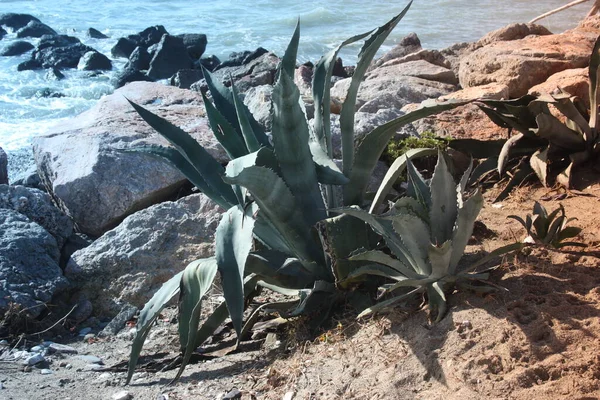 Una Gran Planta Suculenta Que Crece Tierra Árida Frente Mar —  Fotos de Stock