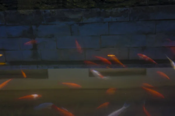 黑漆漆的浴缸或池塘 满是红白相间的鱼 故意走神 用鱼叉反映出上面的建筑物或建筑 — 图库照片