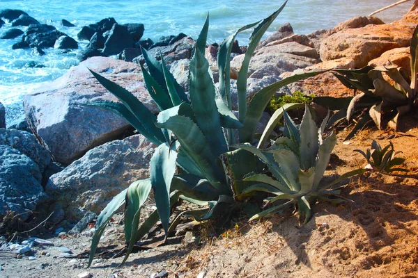 Una Gran Planta Suculenta Que Crece Tierra Árida Frente Mar —  Fotos de Stock