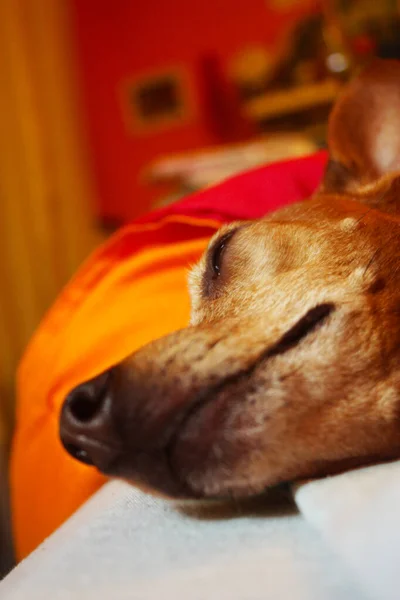 赤い部屋のベッドで静かに眠っている間に白い毛皮を持つ古い茶色のピンチャー品種の犬の頭や銃口 — ストック写真