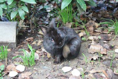 Küçük, siyah tüylü bir tavşan yavrusu pençesiyle yüzünü tırmalıyor ve Toskana 'da zıplıyor.