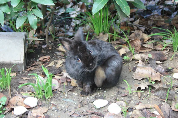 Pequeño Conejo Peludo Negro Cachorro Rascarse Cara Con Pata Saltar —  Fotos de Stock