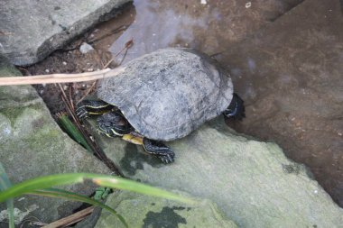 Büyük su kaplumbağalarının örnekleri İtalya 'daki rahatsız edilmemiş ormandaki bir göletin yanında dinleniyor.