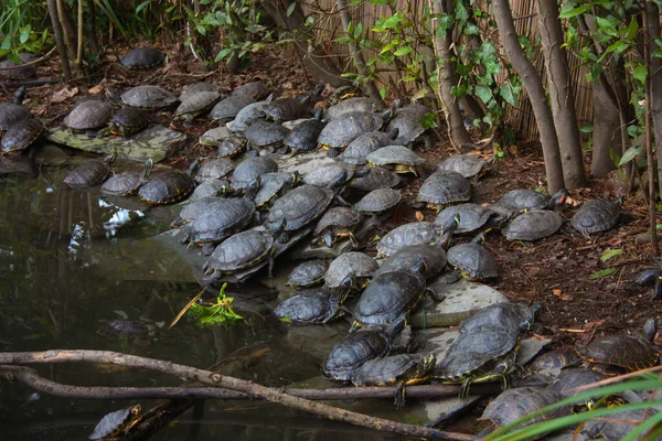 specimens of large water turtles resting near a pond in the undisturbed forest in italy