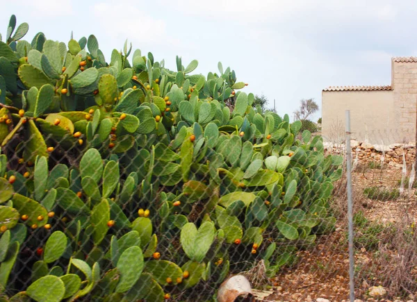 Gran Planta Cactus Verde Suculento Con Frutas Anaranjadas Amarillas Más — Foto de Stock